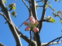 De appelboom bloeit - 27 april 2021